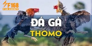 đá gà thomo